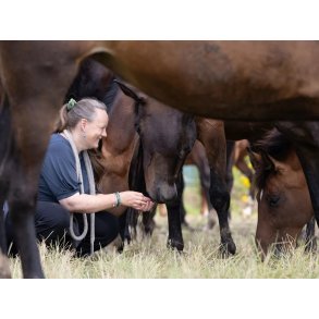 Foredrag: Hvordan heste kommunikerer m/Christina Medom