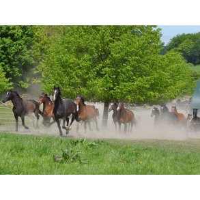 �bent hus og heste p� gr�s - Gratis foredrag