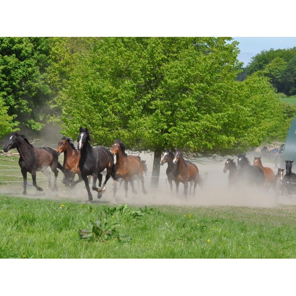 �bent hus og heste p� gr�s - Gratis foredrag