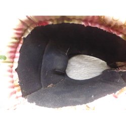 Classic Equine klokker m/ballestop, str L