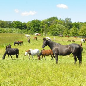 Bliv sponsor for alle hestene