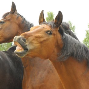 St�t hestene med et engangsbel�b