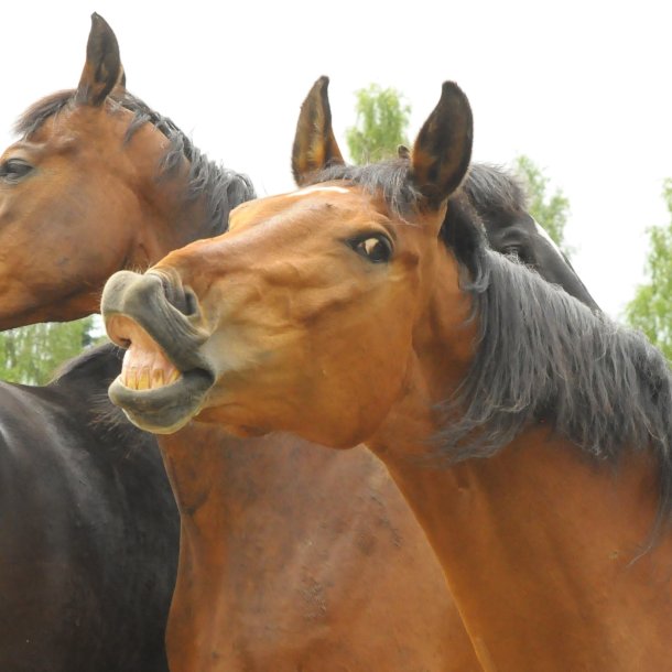 St�t hestene med et engangsbel�b