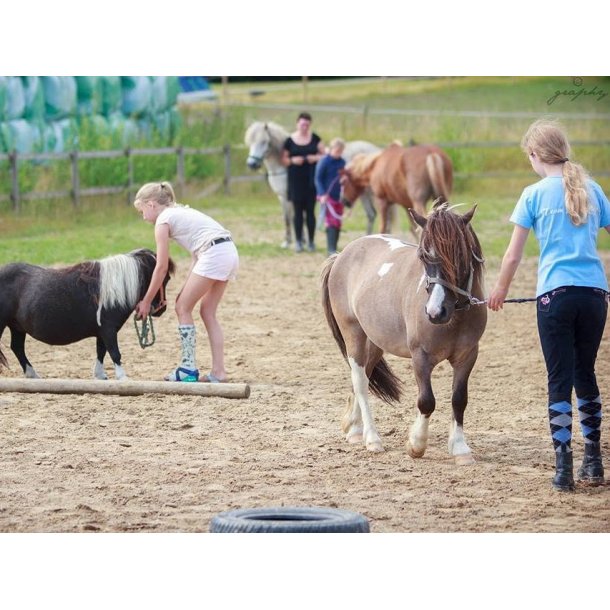 Ponyklubben