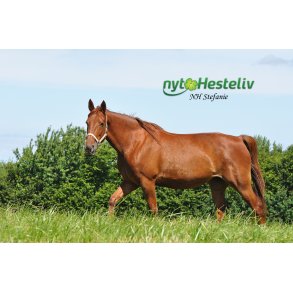 Musemtte m/NH Steffanie