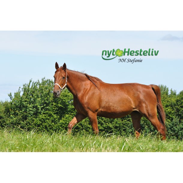 Musemtte m/NH Steffanie